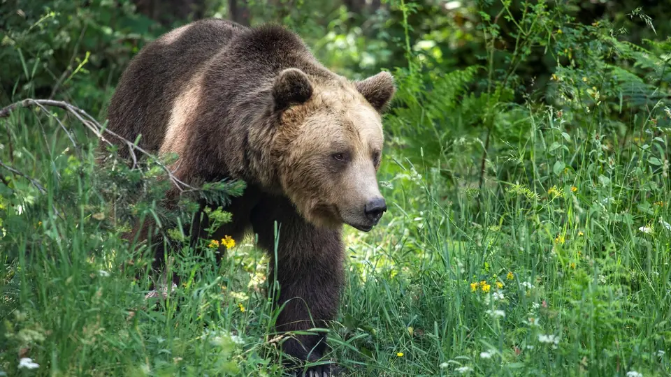 Brown bear in vegetation at Bear Sanctuary Belitsa.
