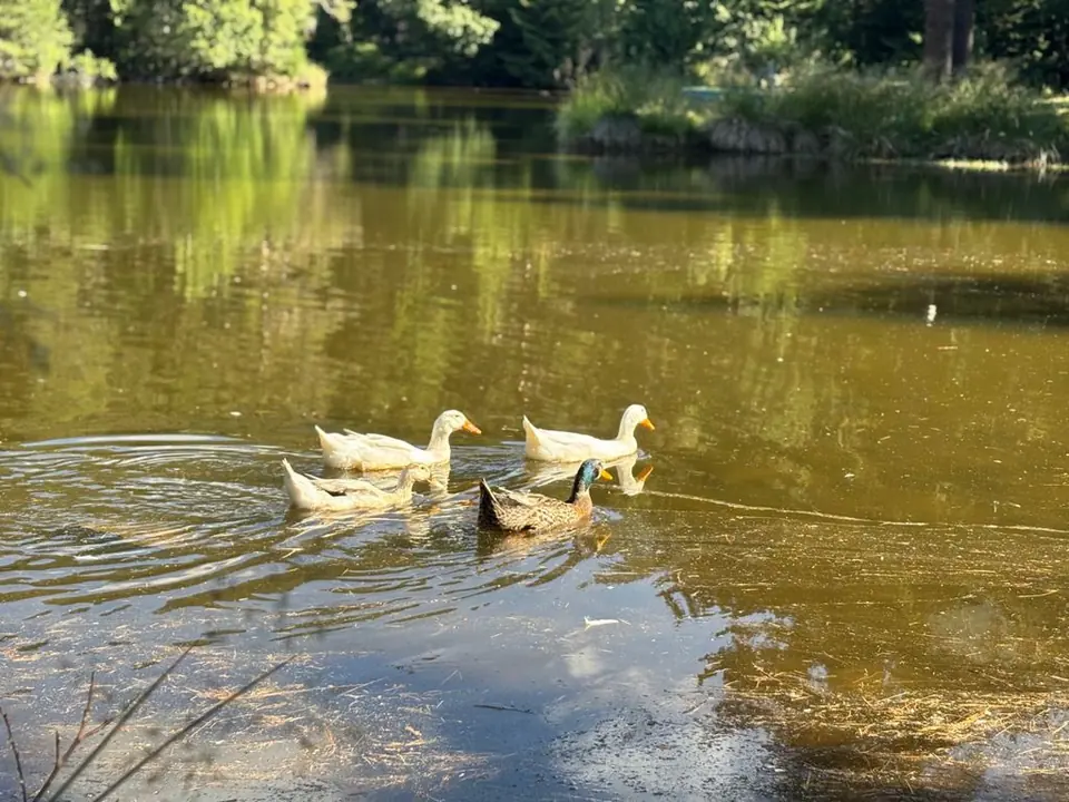 Ducks on a wooded pond along the Suhoto walk.