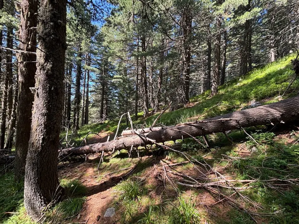 Fallen tree across a narrow forest path on the Suhoto outing, as photographed in 2025.