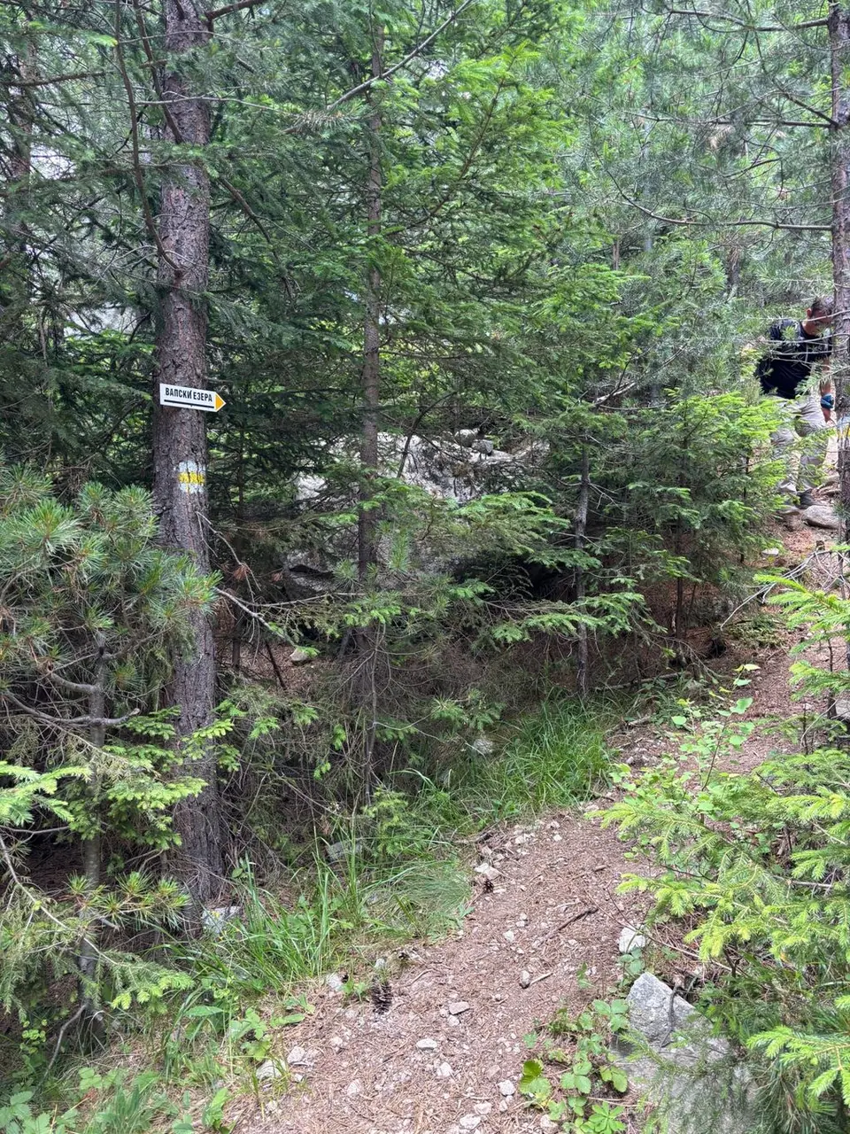 Narrow wooded path and trail marking on the Vapsko outing.