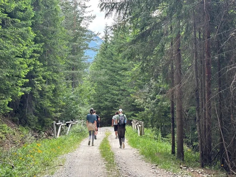 Two walkers on the forest road towards Macedonia Hut.