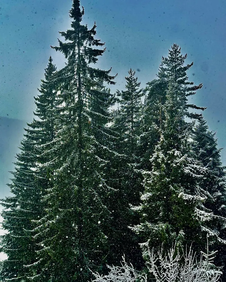 Snow settles on the forest around Semkovo.